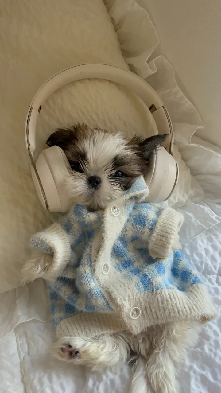 Dog Noise-Canceling Headphones 