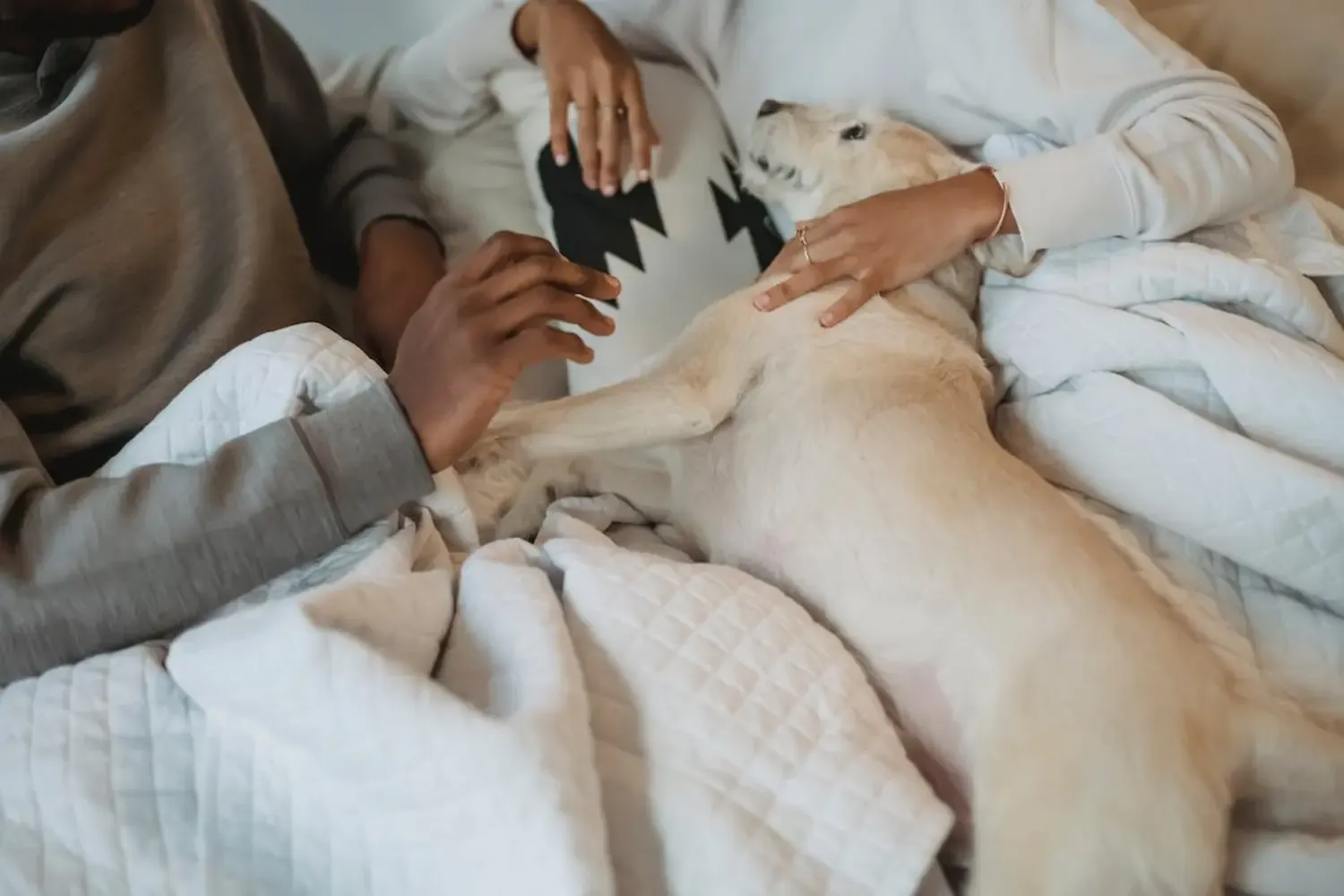 Best Bed Sheets For Dog Hair