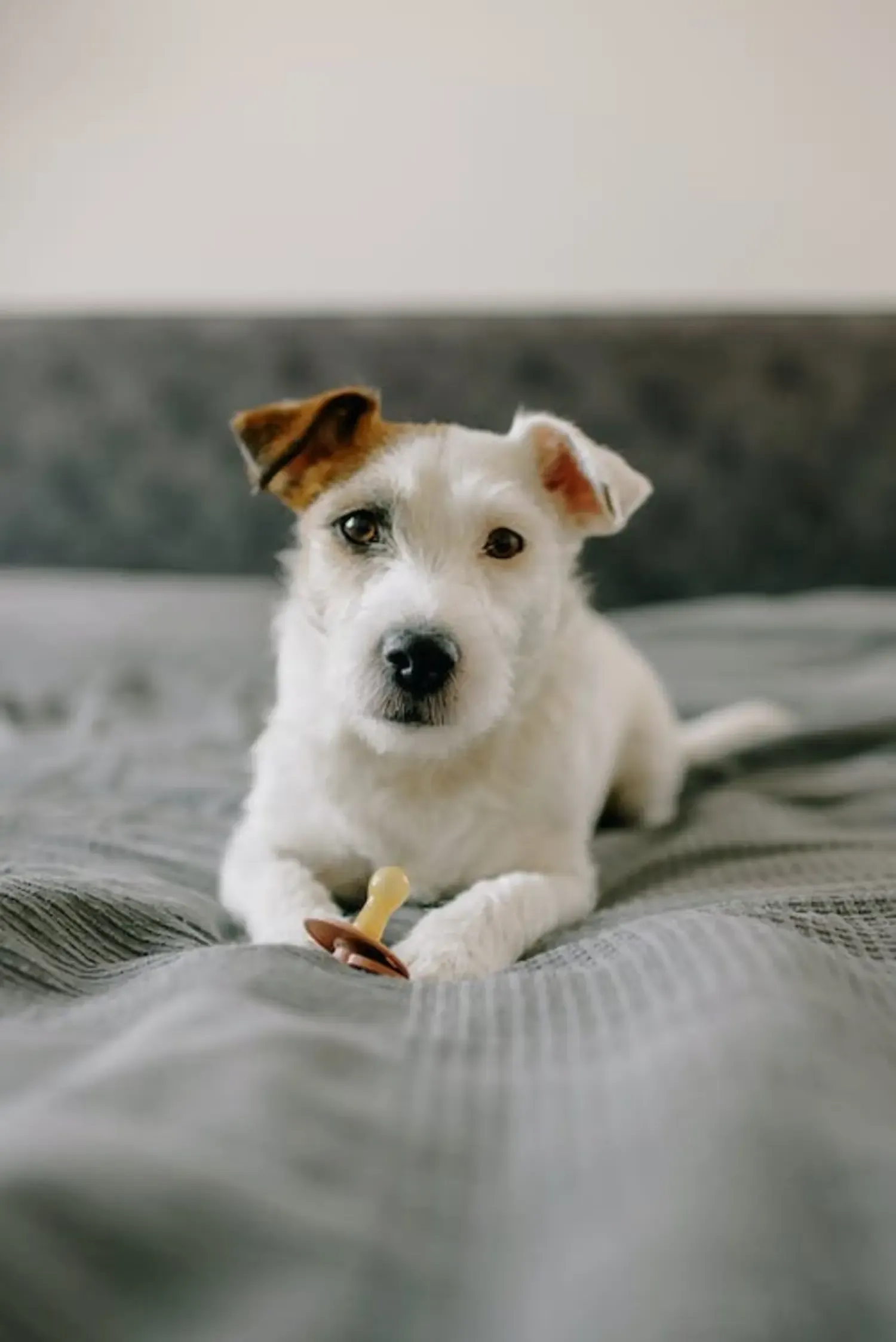 best bed sheets for dog hair