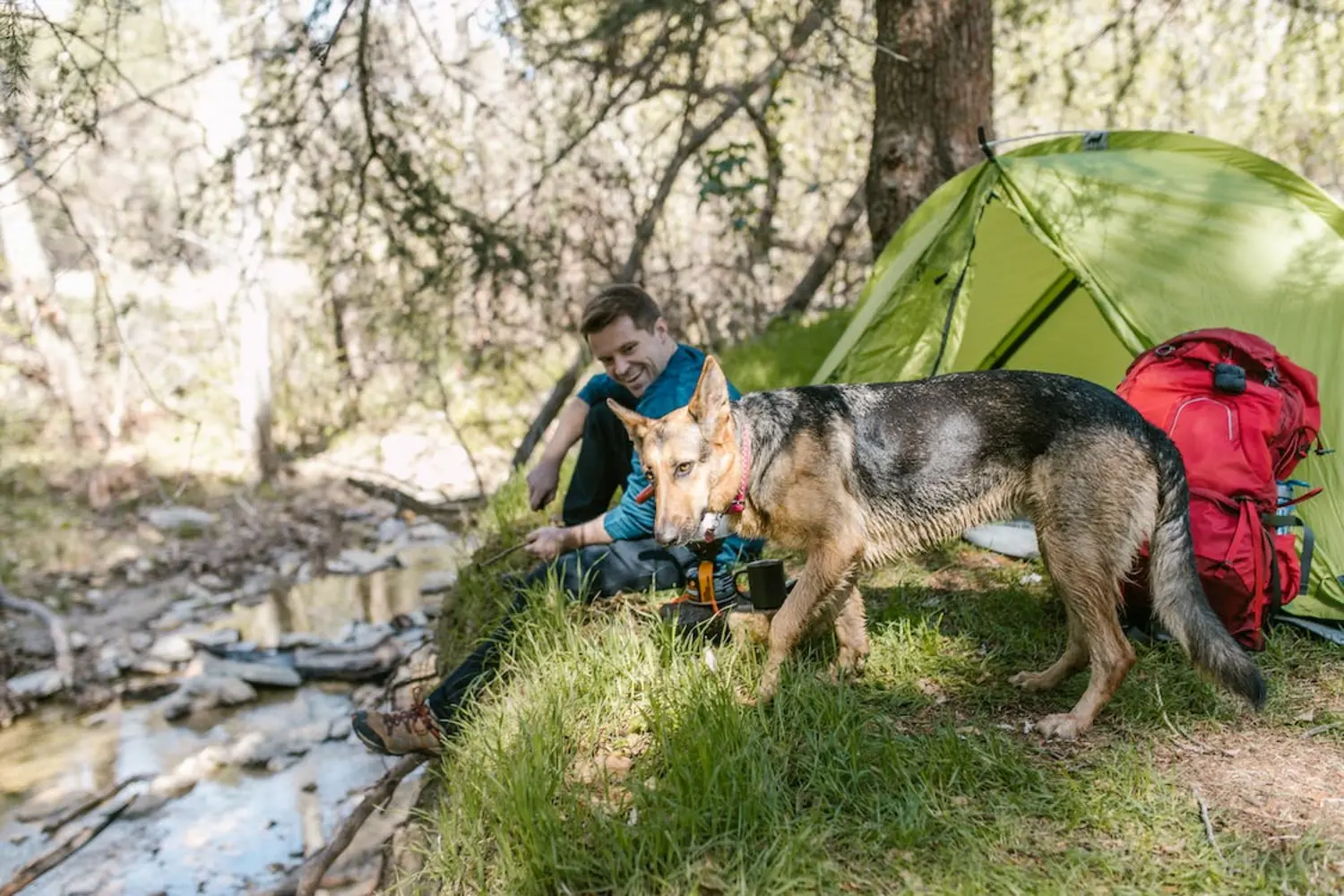 Best Tents For Camping With A Dog