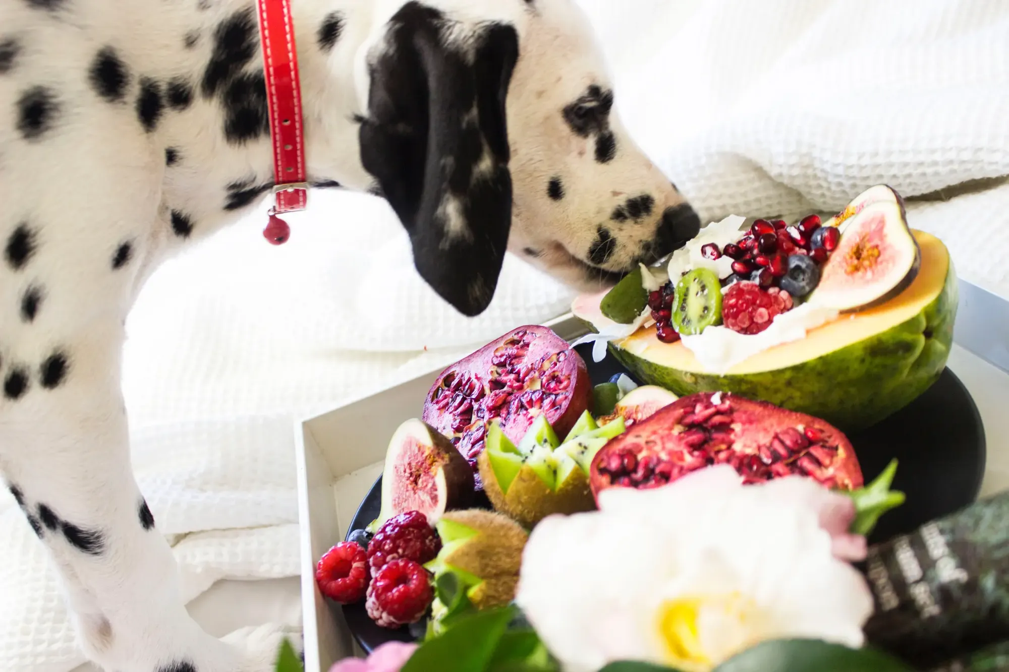 How to Improve Dog Gut Health