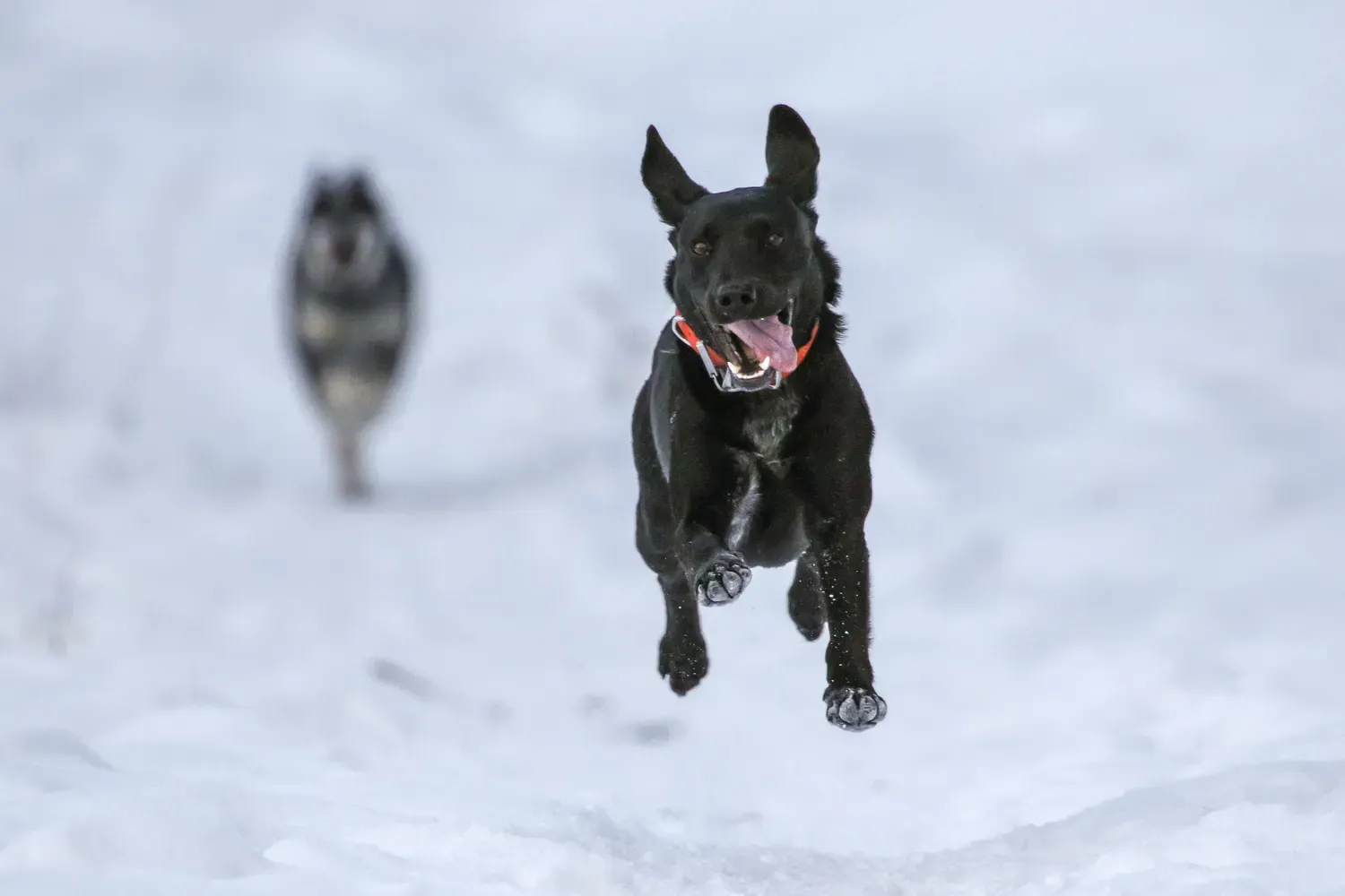 Best Bark Collars for Large Dogs