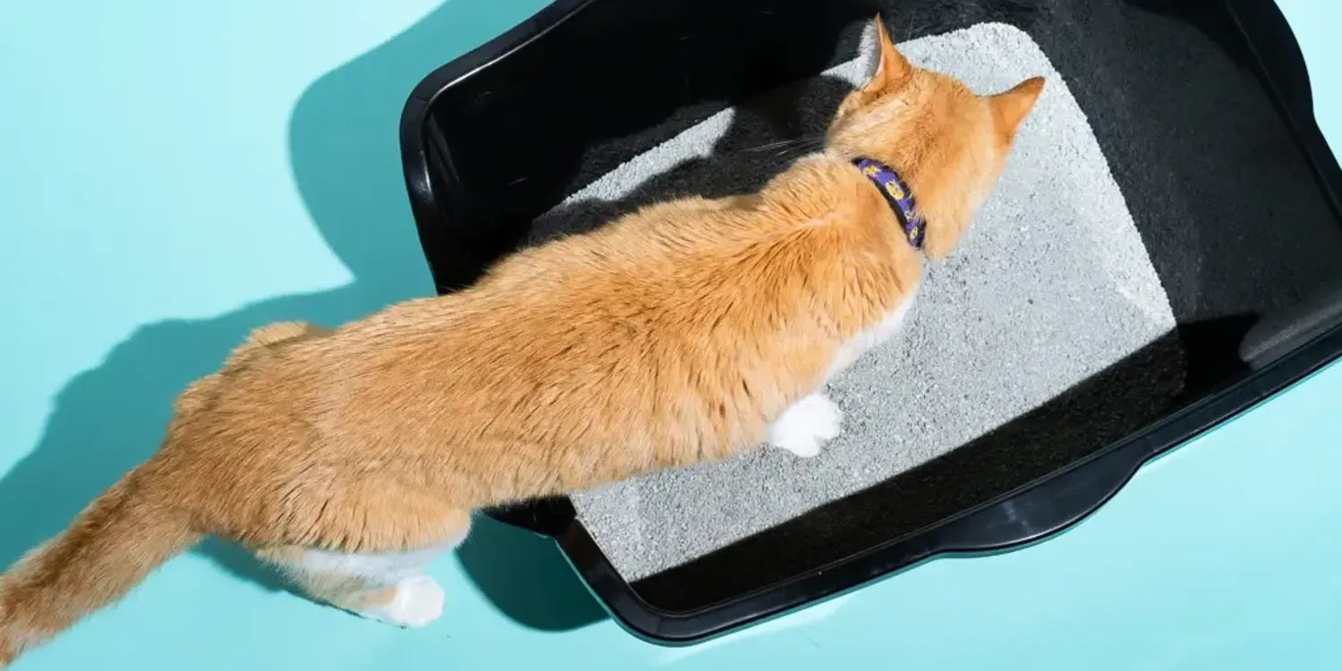 Best Cat Litters for Allergies