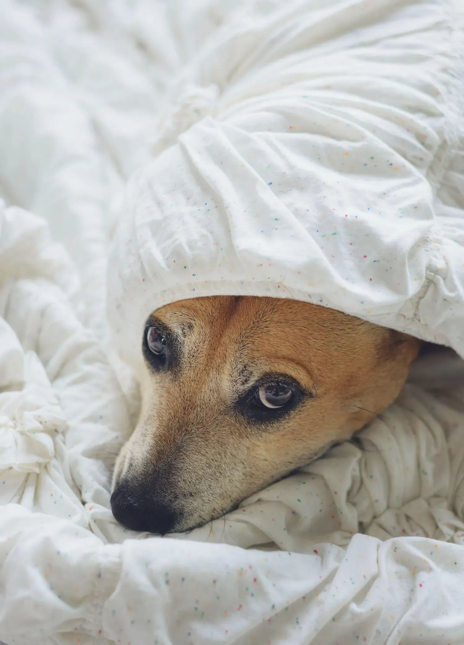 The Secret to a Tranquil Tail-Wagger? Introducing Dog Noise-Canceling Headphones