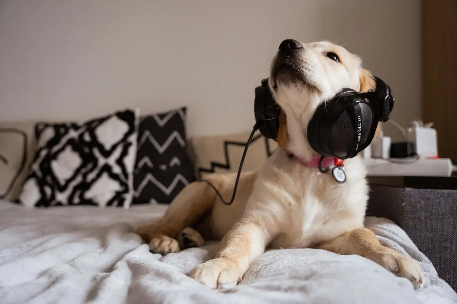 Dog Noise-Canceling Headphones 