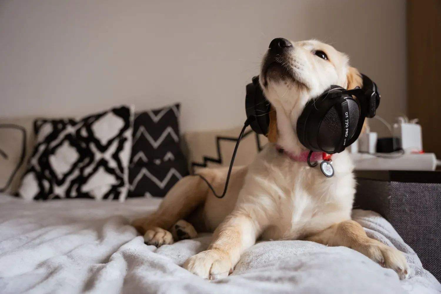 The Secret to a Tranquil Tail-Wagger? Introducing Dog Noise-Canceling Headphones