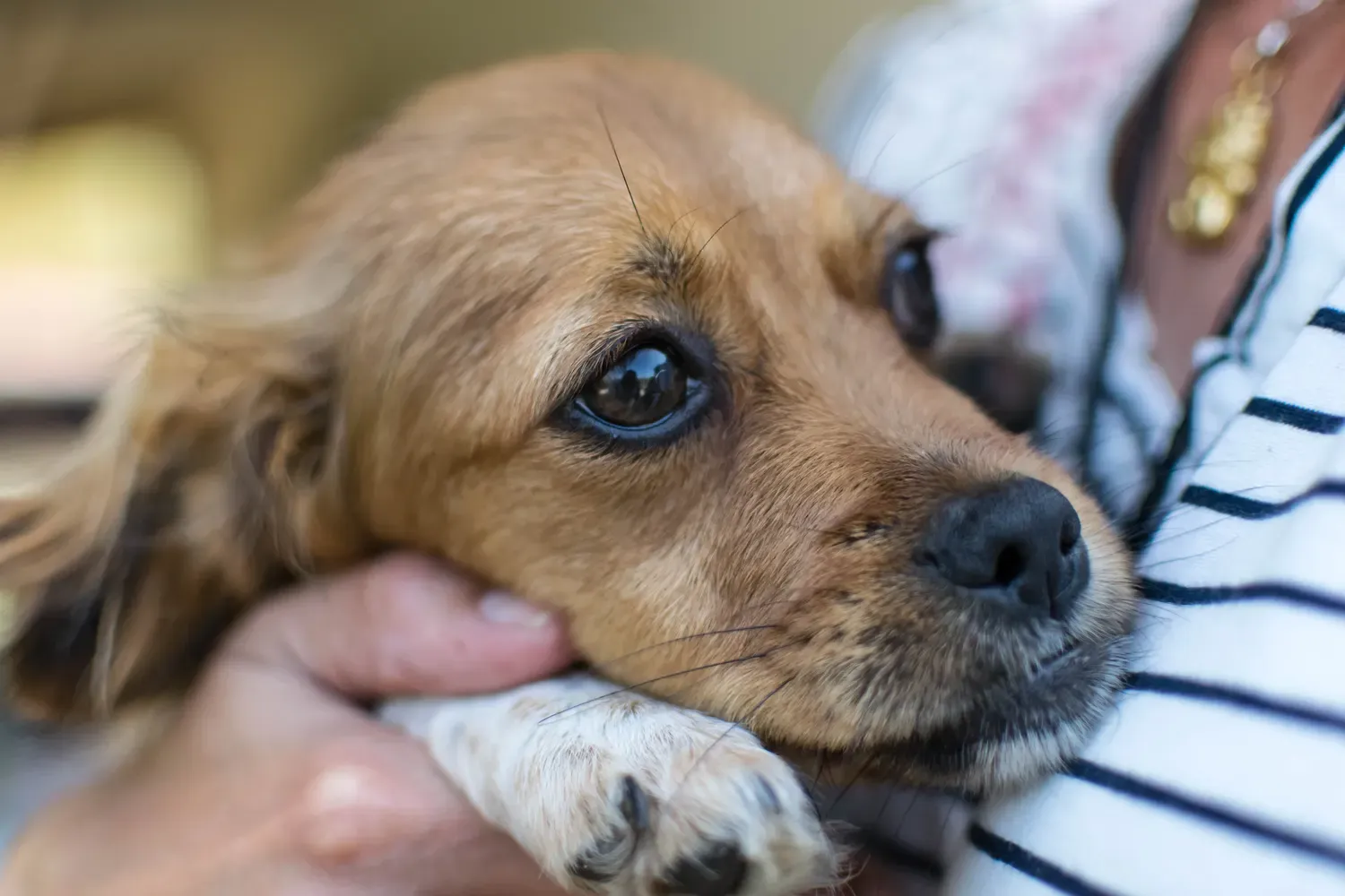 The Secret to a Tranquil Tail-Wagger? Introducing Dog Noise-Canceling Headphones