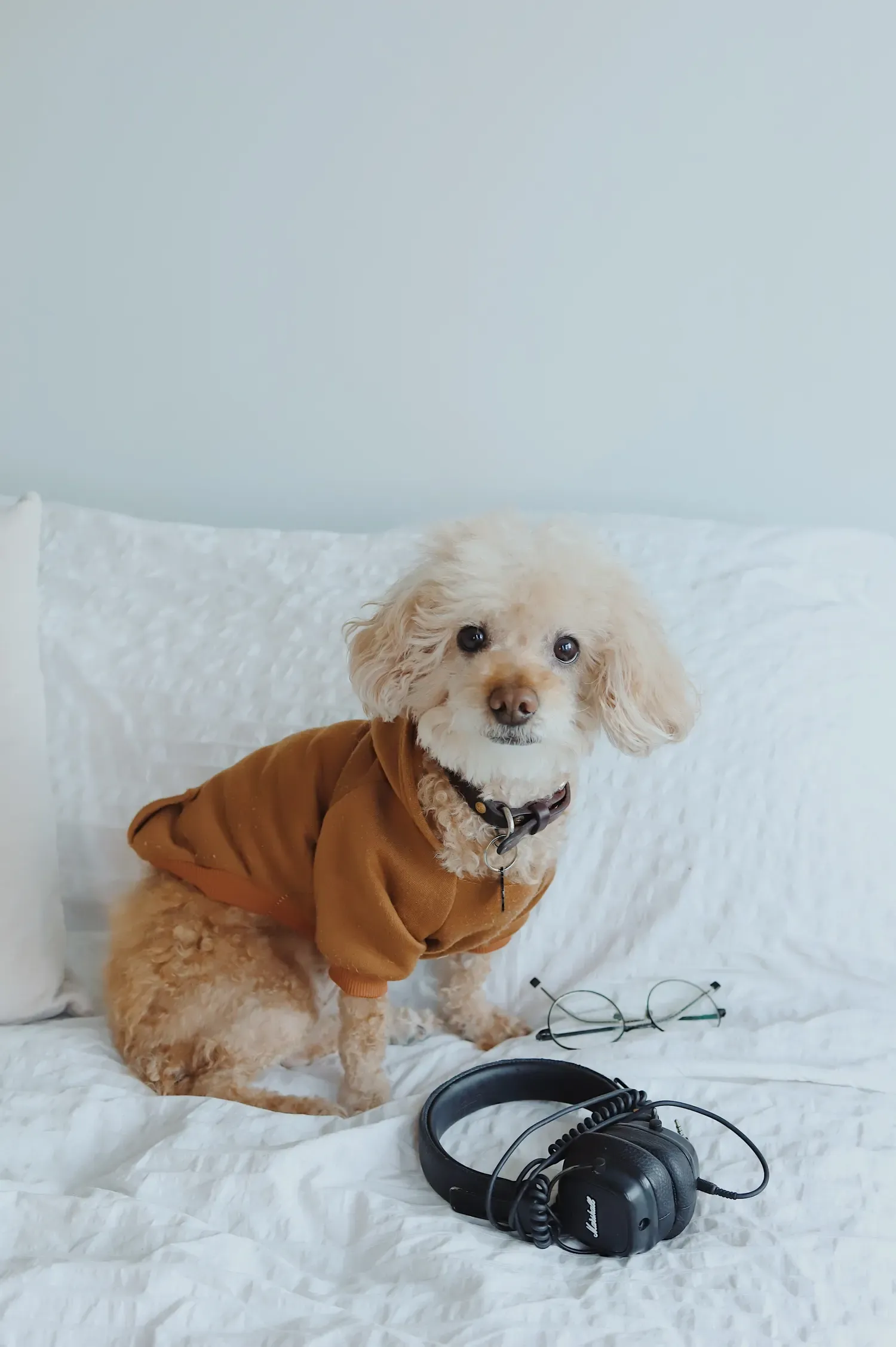 The Secret to a Tranquil Tail-Wagger? Introducing Dog Noise-Canceling Headphones