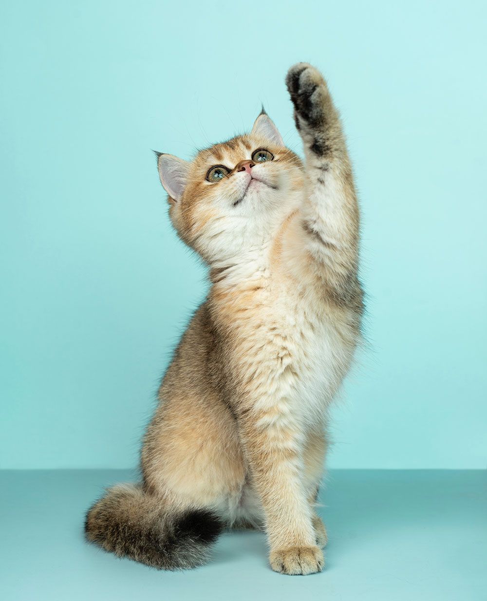 Feline Health